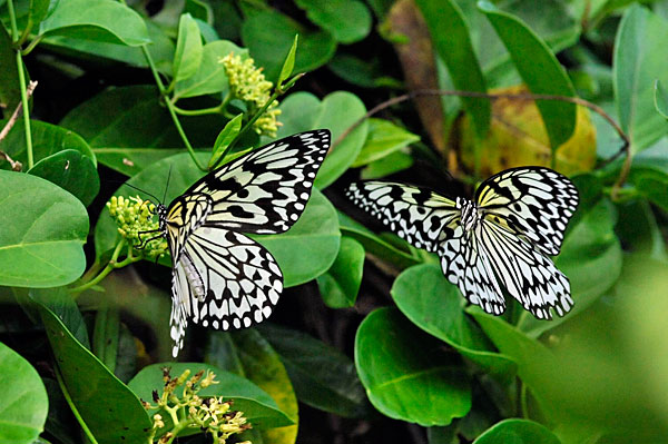 オオゴマダラ求愛