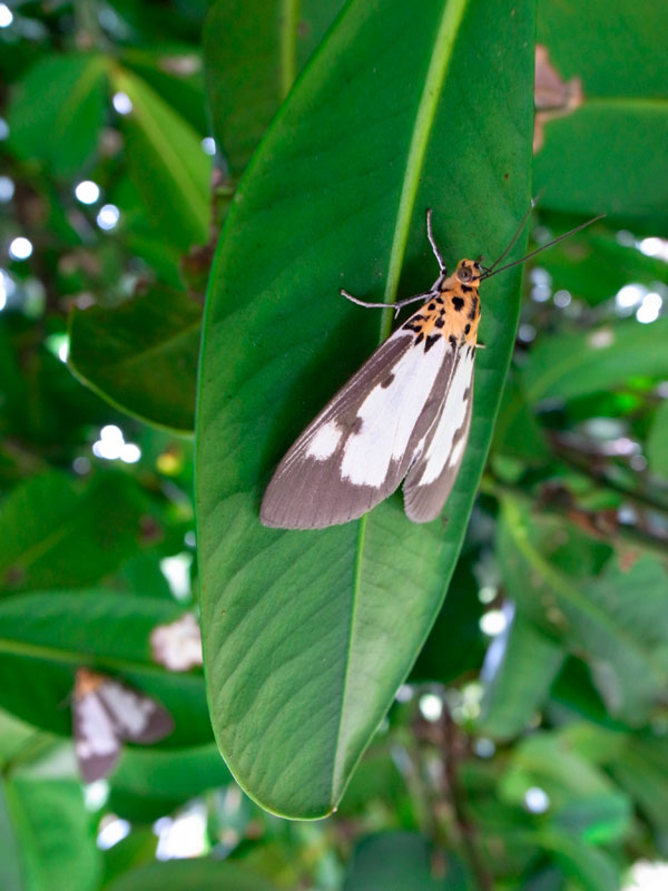ホシヒトリモドキ