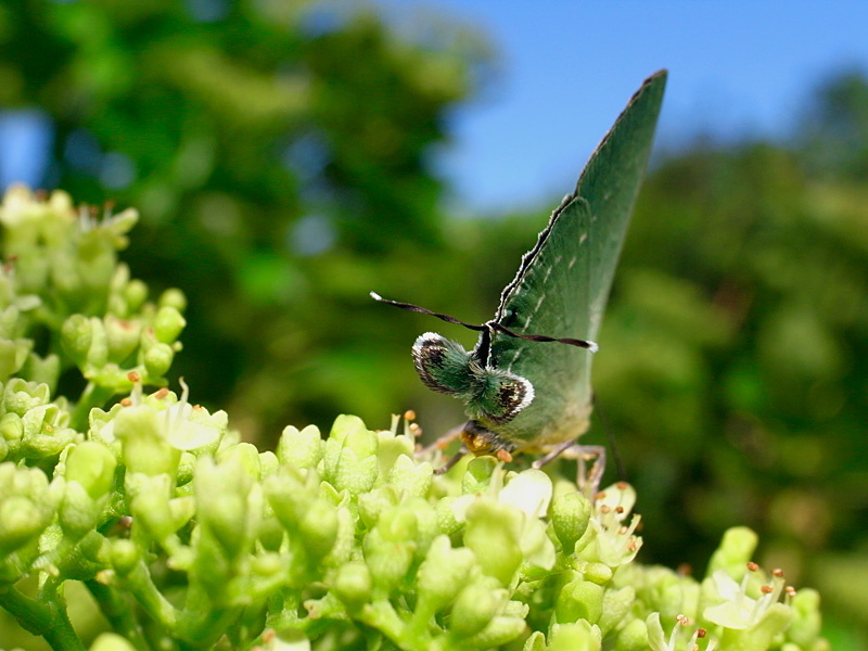 イワカワシジミ尾部