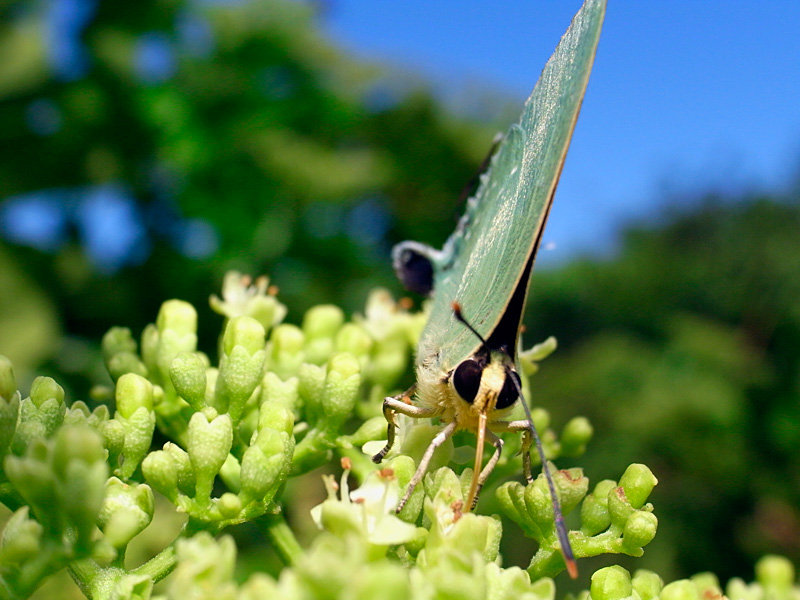 イワカワシジミ頭部