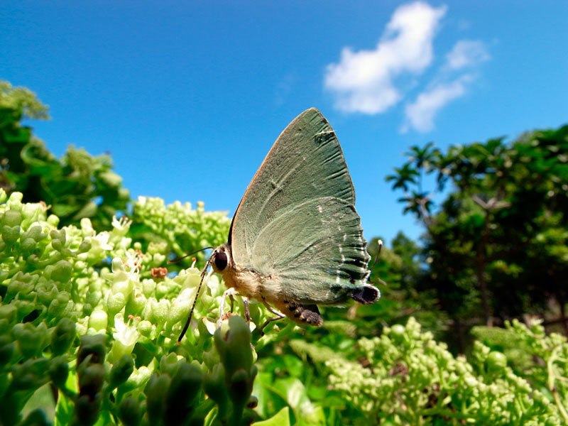 イワカワシジミ
