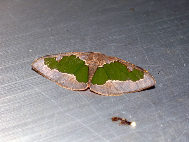 リョクモンエダシャク