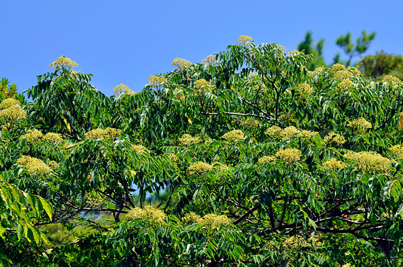 カラスザンショウ開花