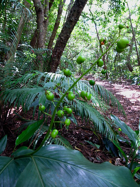 アオノクマタケラン実
