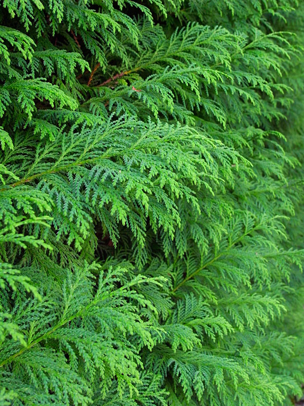 ヒノキ？サワラ？