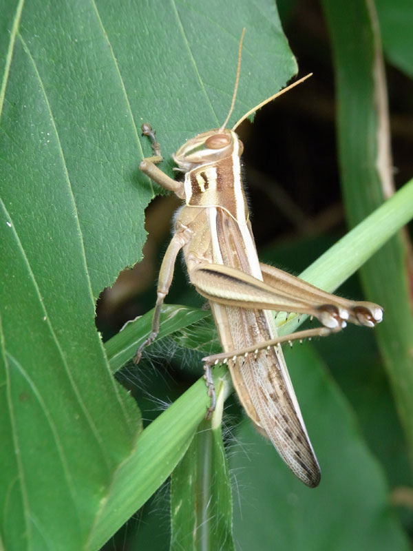 ツチイナゴ成虫