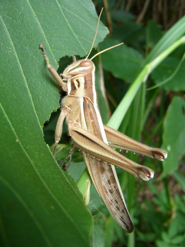 ツチイナゴ成虫