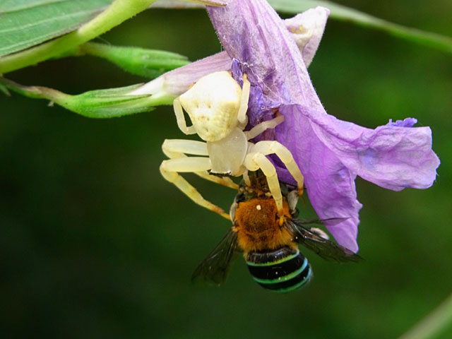 アマミアズチグモ