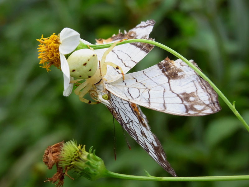 アマミアズチグモ