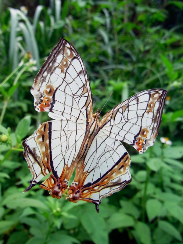 イシガケチョウ