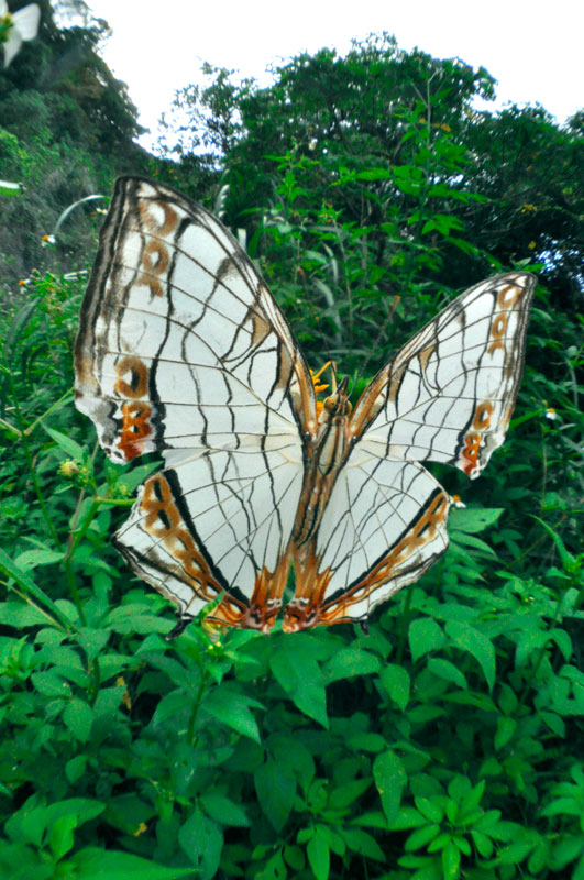 イシガケチョウ