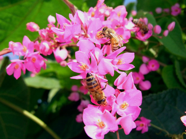 セイヨウミツバチ訪花