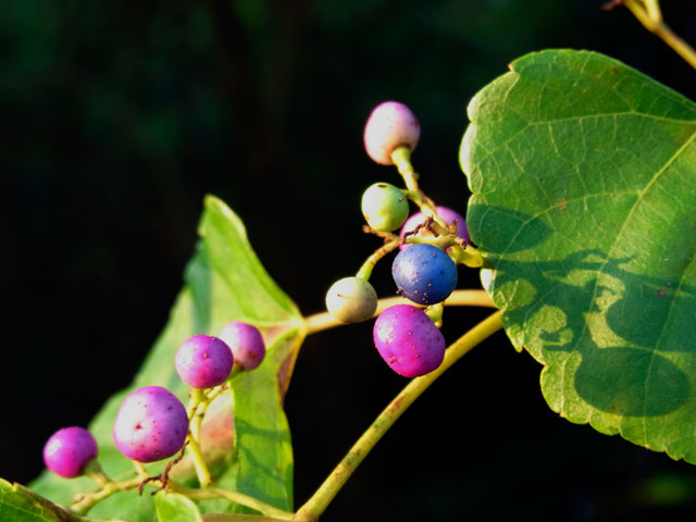 ブドウ科植物実