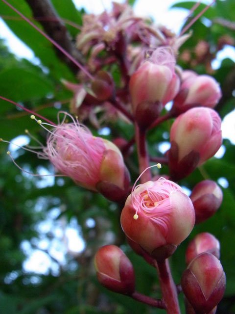 サガリバナ開花