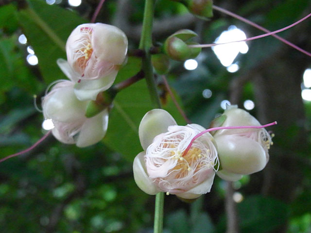 サガリバナ開花