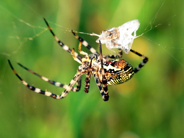 ナガマルコガネグモ