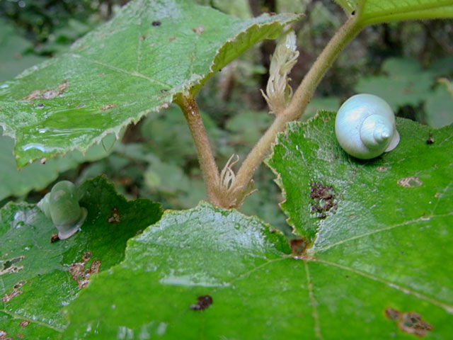 アオミオカタニシ