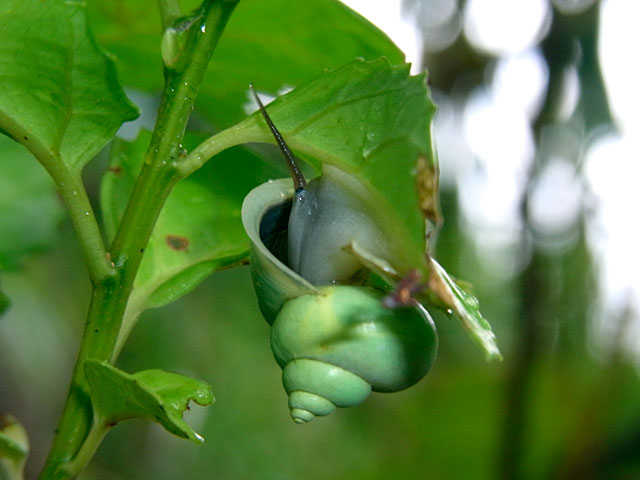 アオミオカタニシ