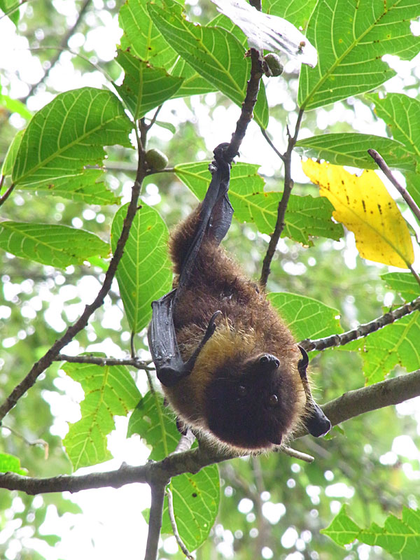 オリイオオコウモリ