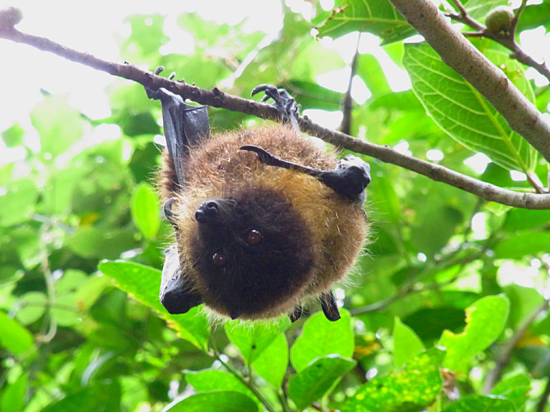 オリイオオコウモリ