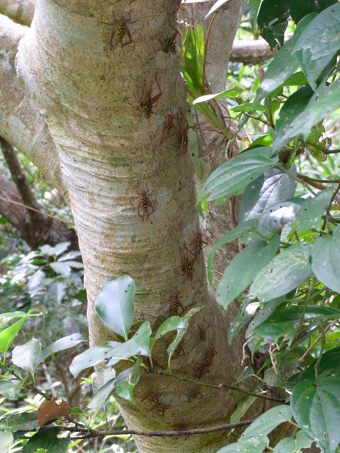 マダラコオロギ マダラコオロギ