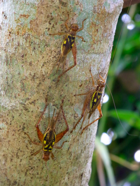 マダラコオロギ マダラコオロギ