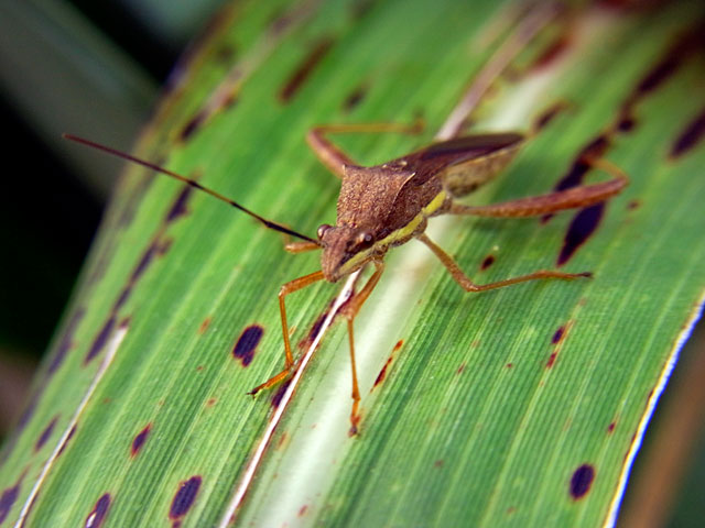 キスジホソヘリカメムシ成虫 キスジホソヘリカメムシ成虫
