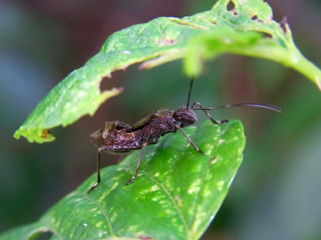 ホソヘリカメムシの一種幼虫 ホソヘリカメムシの一種幼虫