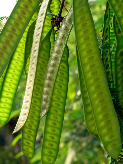 ギンネム実 ギンネム実