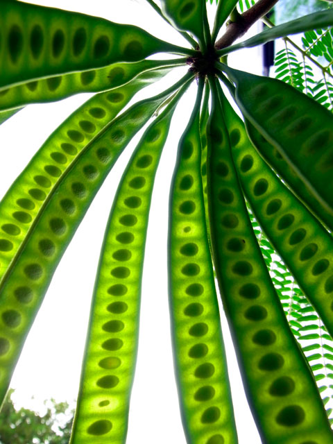 ギンネム実 ギンネム実