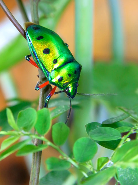 ナナホシキンカメムシ ナナホシキンカメムシ