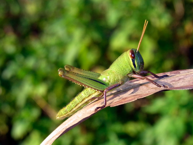 ツチイナゴ幼虫 ツチイナゴ幼虫