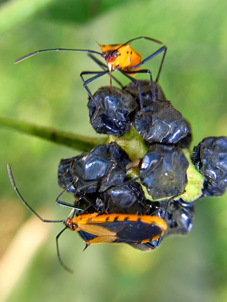 フタスジハリカメムシ フタスジハリカメムシ