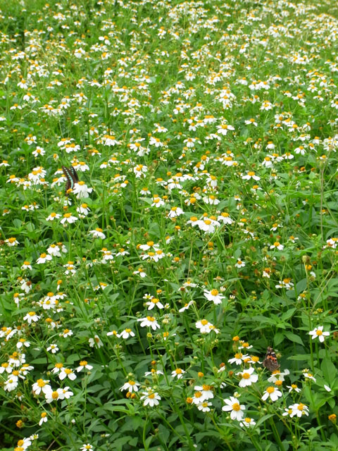 センダングサ センダングサ