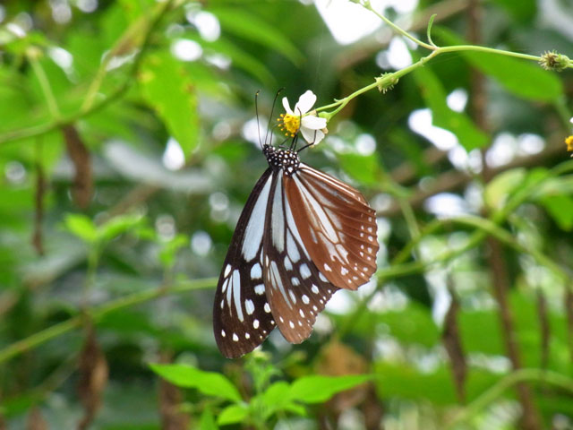 アサギマダラ アサギマダラ