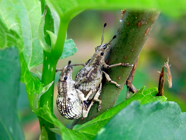 オキナワクワゾウムシ オキナワクワゾウムシ