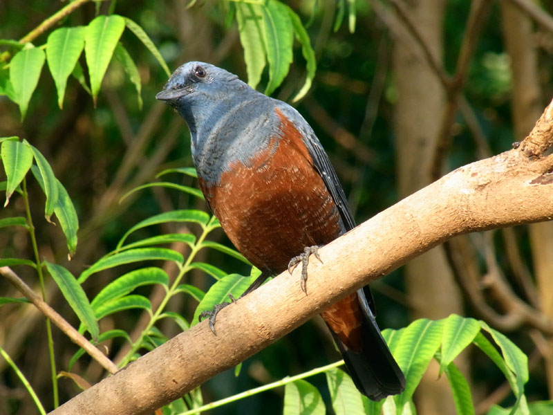 イソヒヨドリ雄 イソヒヨドリ雄