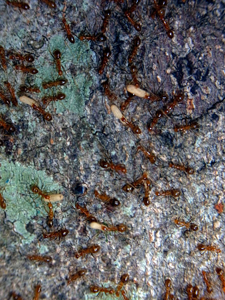 アシナガキアリ アシナガキアリ