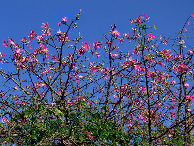 トックリキワタ トックリキワタ