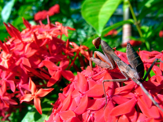 ハラビロカマキリ幼虫(褐色型) ハラビロカマキリ幼虫(褐色型)