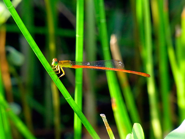 リュウキュウベニイトトンボ リュウキュウベニイトトンボ