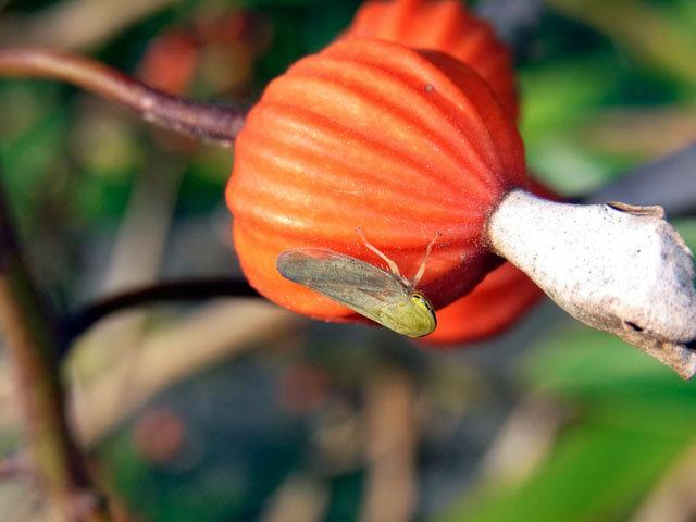 オサヨコバイ オサヨコバイ