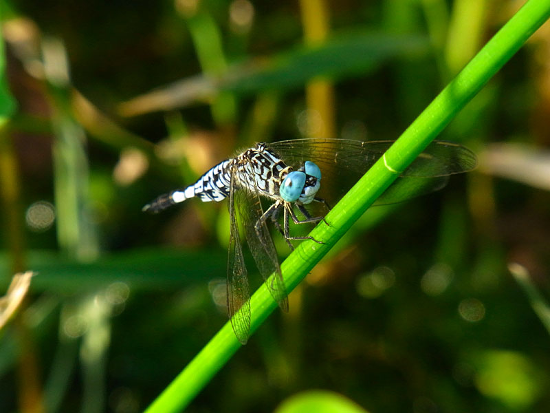 コシブトトンボ雄 コシブトトンボ雄
