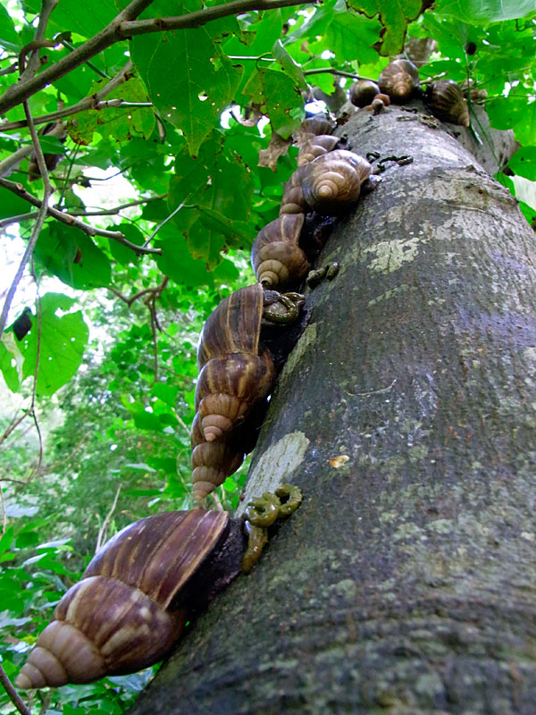 アフリカマイマイ アフリカマイマイ