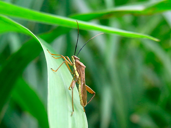 キスジホソヘリカメムシ キスジホソヘリカメムシ
