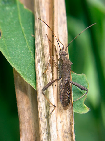 ホソヘリカメムシ ホソヘリカメムシ
