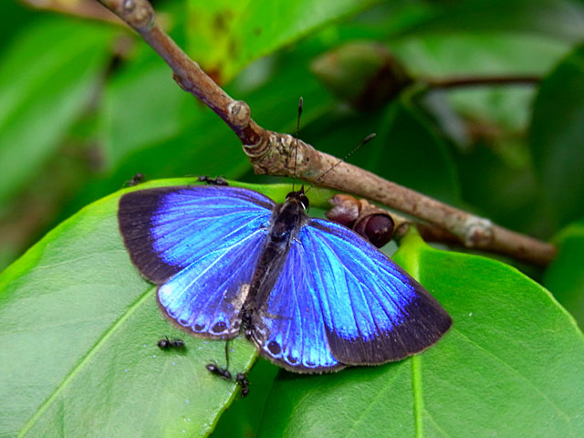 クロマダラソテツシジミ クロマダラソテツシジミ