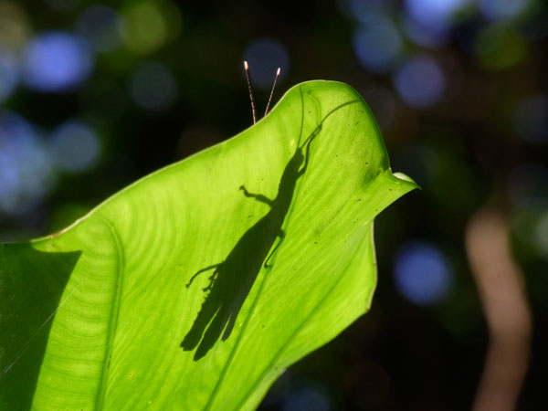 クワイズイモ クワイズイモ