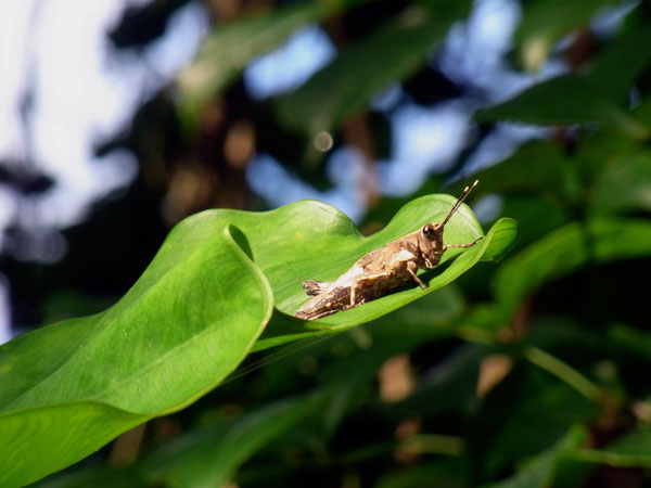 オキナワモリバッタ オキナワモリバッタ