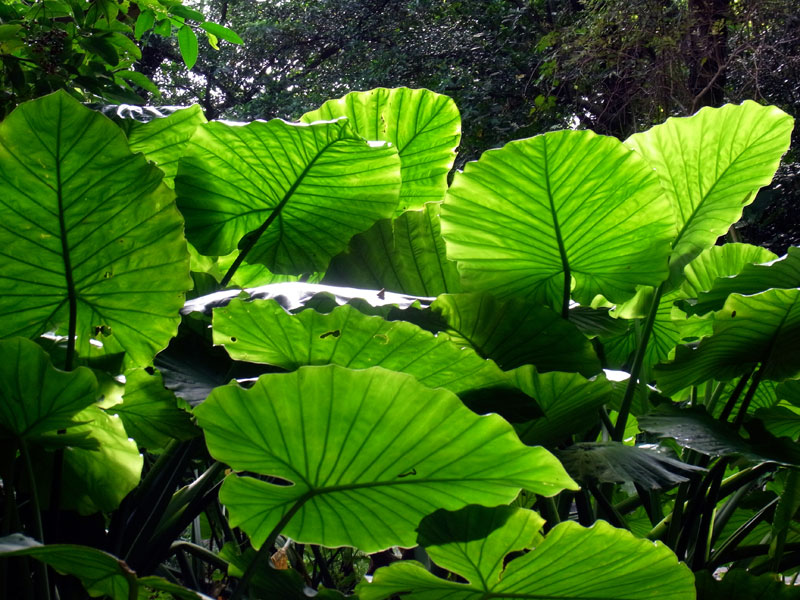 クワズイモ クワズイモ